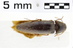 Foto (Dorsalansicht) von Megapenthes longicornis (Schaeffer, 1916)